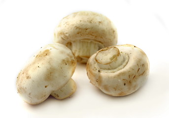 Mushrooms