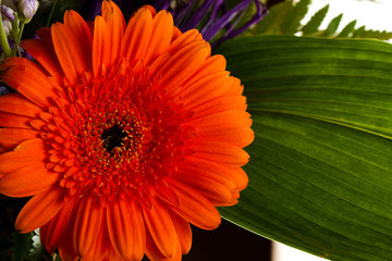 Red gerbera daisy flower