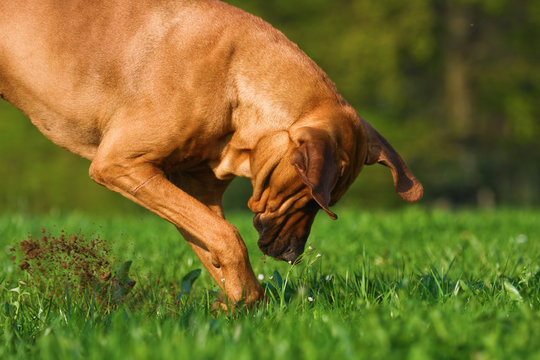 Hund auf Schatzsuche