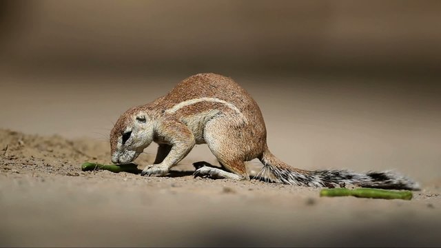 Ground squirrel feeding on a pod, Kalahari, South Africa