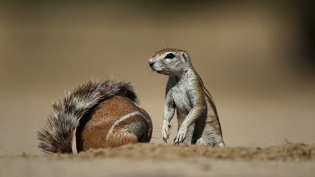 Ground squirrels, Kalahari desert, South Africa