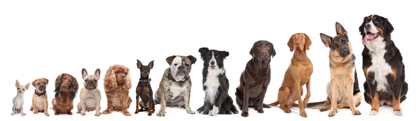  twaalf honden op een rij © Erik Lam