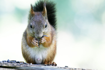 Squirrel eatting seeks