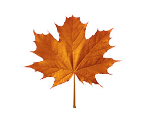 maple leaf