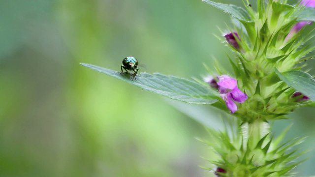 gastrophysa viridula
