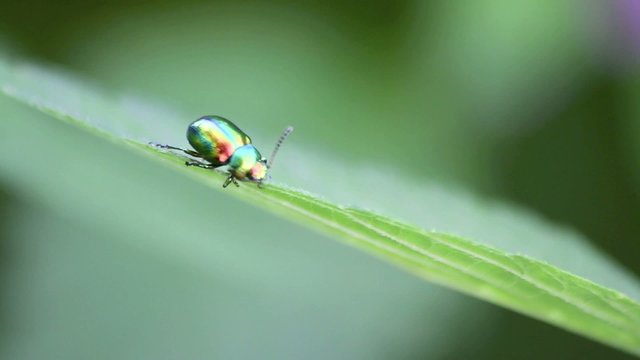 gastrophysa viridula