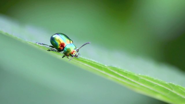 gastrophysa viridula