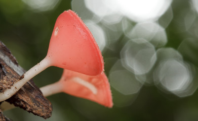 Pink burn cup mushroom (fungus, mushroom)