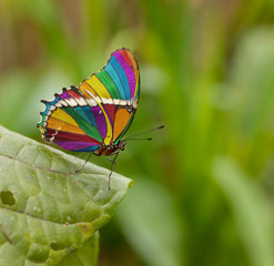 Obraz premium rainbow butterfly