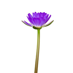 Purple  lotus