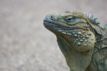 Blue Iguana (Cyclura lewisi)