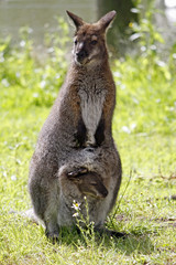 Bennett-K&auml;nguru mit Jungtier im Beutel