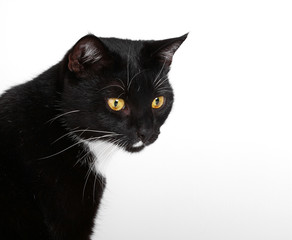 neugierige Katze