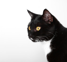 Katze Kitten