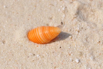Einsame Muschel am Strand