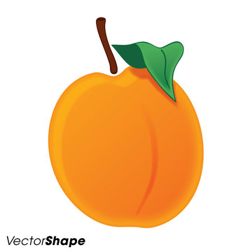 Realistic orange juicy peach vector illustration