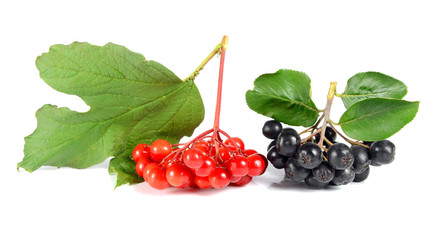 black ashberry and red viburnum