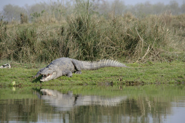 Krokodil,Crocodylus palustris