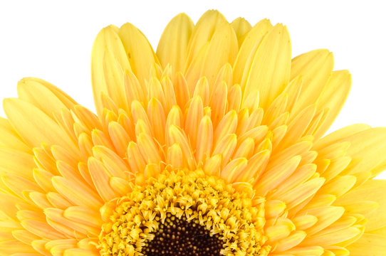 Yellow daisy-gerbera