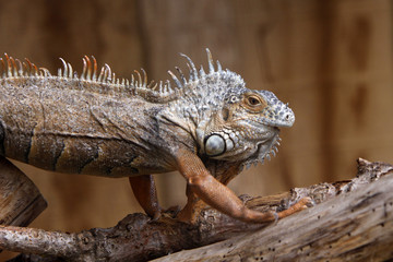 Grüner Leguan (braunes Exemplar)