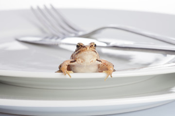 Fototapeta premium Frog and diner