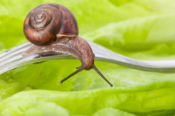 Delicious vegetarian diner