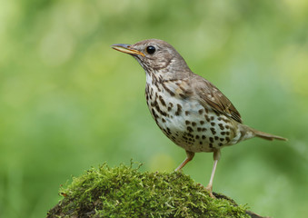 Song Thrush