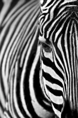 Fototapete Zebra © akfotografie