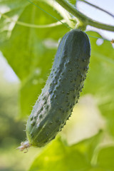 Green cucumber hangs on green branch in a kitchen garden