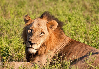 Lion male lying in green grass