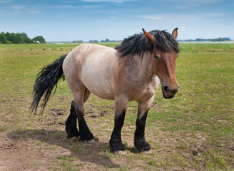 Powerful Belgian horse standing in the field