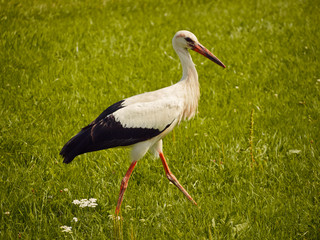 Fototapeta premium stork