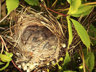chicks in the nest