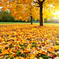 Colorful autumn