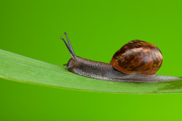 Snail crawling