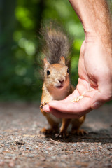 Red squirrel eating from human hand