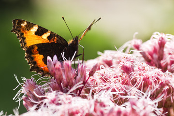 Backlight image of Small tortoiseshell or Aglais urticae