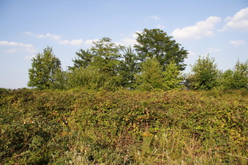 Campi e piante di frutti di bosco nel Parco delle Groane