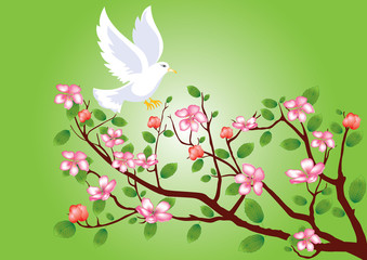Pigeon flying to a flowering cherry branch