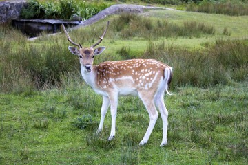 Beautiful Deer