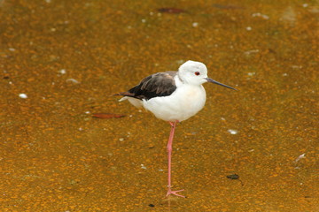 Cigüeñuela Común. Himantopus himantopus.