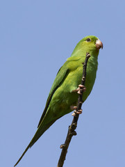 Tiricasittich