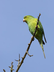 Tiricasittich