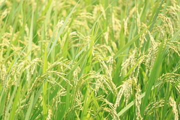 Fototapeta premium 稲のみのり