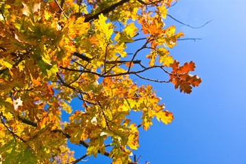 autumn oak foliage on a blue sky background