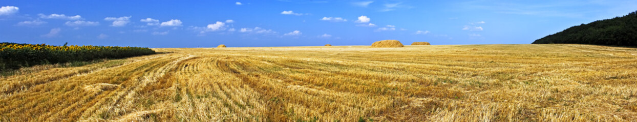 Field of ripe wheat just after harvesting