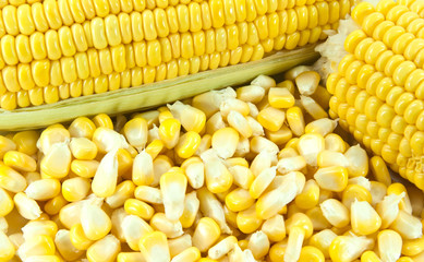 Sweet corn close up.