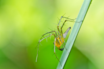 long legs spider in green nature