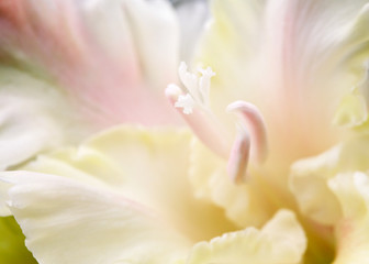 Pale pink gladiolus bud