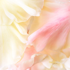 Gladiolus petals